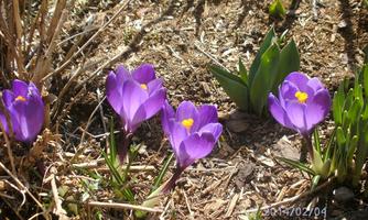 A few purple crocuses are blooming on the ground. In the background, green plants can be seen.
