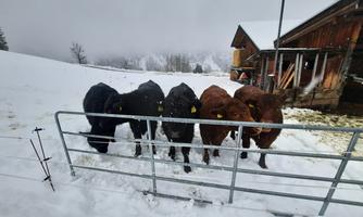 Five cows are standing behind a fence in the snow. In the background, there is a wooden building and snowy mountains.