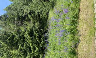 A blooming meadow with purple flowers and green grass. In the background, tall green trees can be seen.