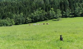 A dog is sitting on a green meadow and watching a group of cows in the background. Surrounded by trees and hills, the landscape appears peaceful and close to nature.