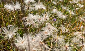 A blooming field with many dandelions and green grass. The scene exudes a calm and natural beauty.
