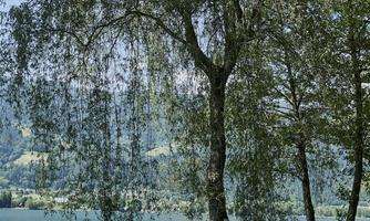A quiet place by the shore of a lake, surrounded by trees. A lounger sits on the green grass, inviting relaxation.