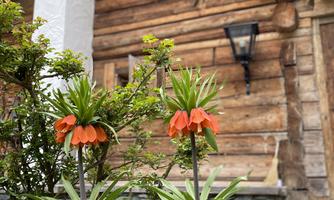 A wooden house with a rustic facade. In front, orange flowers bloom with green leaves.