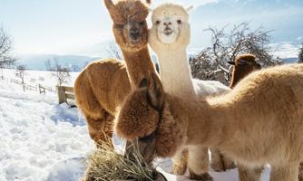 Three alpacas are standing on snowy ground, enjoying hay. In the background, there are snowy mountains and a clear sky.