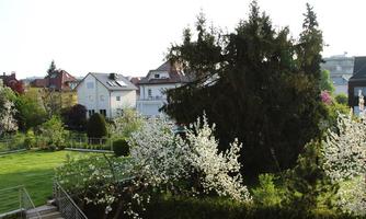 A picturesque garden landscape with flowering trees and houses in the background. The lush green of the lawn enhances the peaceful atmosphere.