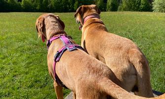 Two dogs are standing on a meadow and looking at a beautiful lake. The landscape is surrounded by mountains and the sky is clear and blue.