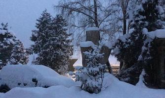 A winter landscape with snow-covered trees and shrubs. The twilight gives the scene a calm atmosphere.