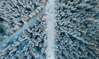 A snow-covered forest landscape from a bird's-eye view. Branches and roads divide the winter forest into different areas.