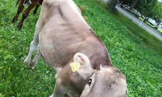 Two cows are grazing in a green meadow. The light brown cow is looking directly at the camera.