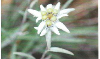 A beautiful edelweiss blooms with its white, star-shaped flowers. This alpine plant is a symbol of love and is revered in many stories.