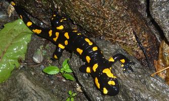 A salamander with a black body and bright yellow spots is resting on a rock. Surrounding it are green leaves and stones.