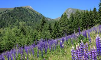 A beautiful landscape view with purple lupine flowers. In the background, green mountains and forests can be seen.