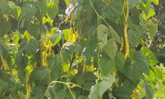 A dense plant work with green leaves and long, yellow beans. The image shows healthy growth in the garden.