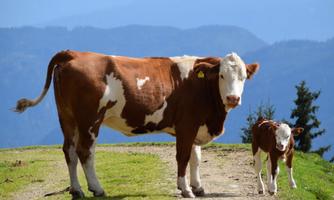 A cow stands next to her calf on a narrow path. In the background, hills and mountains can be seen.