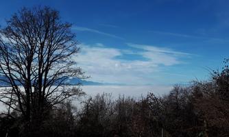 A clear sky with some clouds over a foggy landscape. In the foreground stands a large tree without leaves.