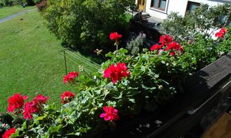 A beautiful balcony with red geranium flowers. In the background, there is a green meadow and a house.