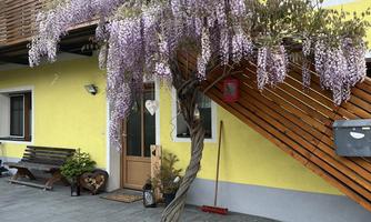 A purple flowering tree stands in front of a yellow house. The blossoms hang down lushly, giving the surroundings a cheerful atmosphere.