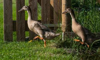 Two ducks are walking on the grass next to a fence. It is a sunny day.