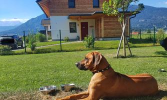 A beautiful dog is lying in the garden in front of a modern wooden house. In the background, mountains and a blue sky can be seen.