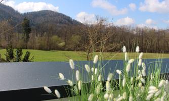 A green meadow with gentle hills in the background and a clear blue sky. In the foreground, white flowers grow in the grass.