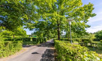 A quiet avenue with green trees and box-like hedges. The light shines through the clear sky and illuminates the path.