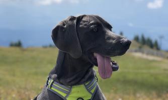 A gray dog in a yellow harness is sitting on a meadow. In the background, mountains and a blue sky with some clouds can be seen.