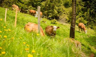 A meadow with some cows grazing in the green grass. In the background, trees and a sunny landscape can be seen.