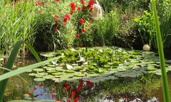 A tranquil pond with water lilies and green plants surrounded by red flowers. In the background, there is a Buddha statue that creates a peaceful atmosphere.