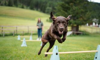 A brown dog jumps over obstacles in a green field. In the background, there is a person supervising the dog during training.