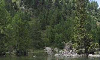 A quiet lake surrounded by green trees and mountains. One person is swimming in the clear water.