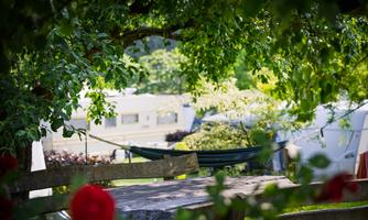 A quiet spot under a tree with a hammock in the background. A wooden bench and blooming roses give the scene an inviting atmosphere.