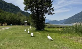 A tranquil landscape with a tree and several swans at the edge of a lake. In the background, gentle hills and a clear sky can be seen.