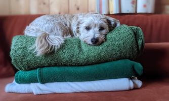A relaxed dog lies on a pile of colorful towels. The scene has a cozy atmosphere.