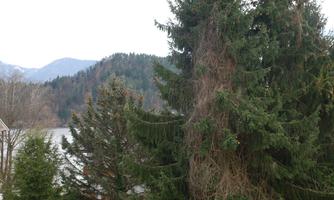 A view of tall, green fir trees in front of a mountain landscape. In the background, gentle hills and a calm lake are visible.