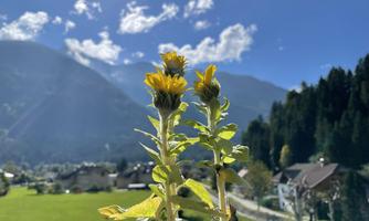Two sunflowers in the foreground with a picturesque mountain landscape in the background. The sky is blue and covered with some clouds.