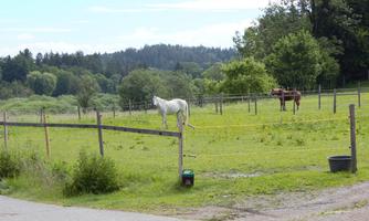 A meadow with two horses, one white and one brown. In the background, there are trees and a blue sky.
