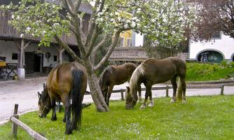 Three horses graze on a green meadow under a tree. In the background, an old farmhouse can be seen.