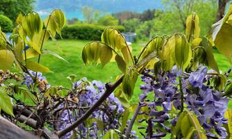 A green meadow with colorful wisteria flowers. In the background, trees and hills are visible.
