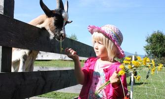A little girl is feeding a goat with flowers at a fence. It is a sunny day in the countryside.