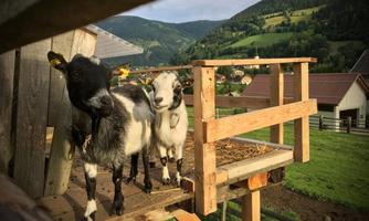 Two goats are standing on a wooden platform in a rural environment. In the background, green hills and a peaceful village can be seen.
