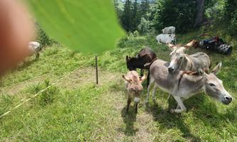 A group of donkeys stands on a green meadow. In the background, trees and mountains can be seen.