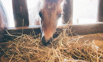 A small horse is eating hay in a stable. The room is bright and friendly, with wooden planks in the background.