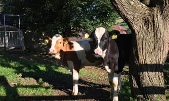 Two cows stand peacefully under a tree. The sun is shining and the surroundings are green and inviting.