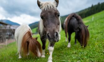 Three ponies are grazing in a green meadow. The sky is cloudy and the surrounding landscape is hilly.