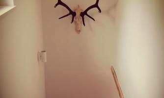 A small stair landing with a white wall. On the wall hangs a deer antler.