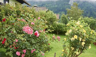 Colorful flowering bushes in a garden with a green meadow. In the background, there are forested mountains and a cloudy sky.