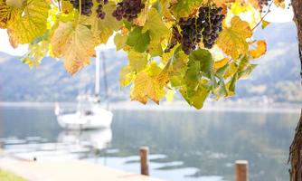 A grape harvest with colorful leaves hangs over a calm body of water. In the background, a sailboat is floating on the water.
