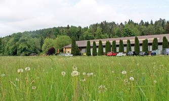 A green meadow with many dandelion flowers in the foreground. In the background, a building with trees and several cars can be seen.