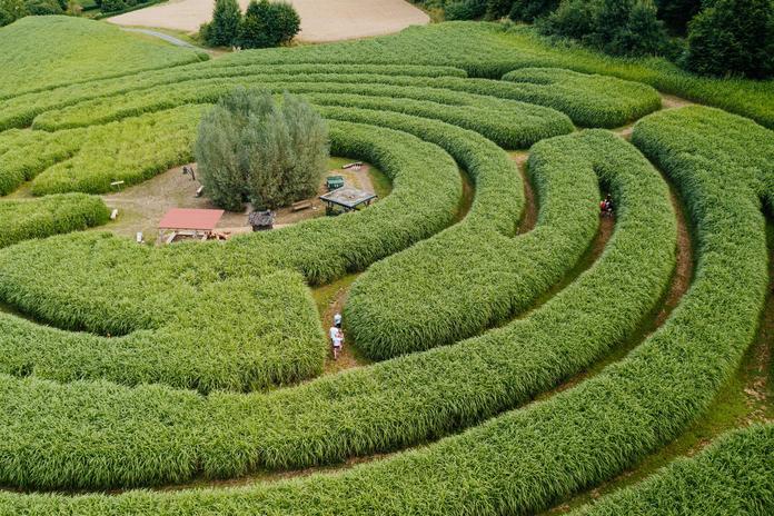 Labyrinth im Elefantengras