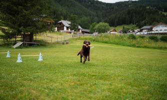 A Labrador joyfully jumps over a meadow carrying a frisbee in its mouth. In the background, green hills and some buildings can be seen.